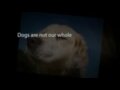 video pic